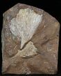 Fossil Ginkgo Leaf From North Dakota - Paleocene #29061-1